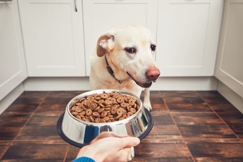 best dry dog food with soft pieces