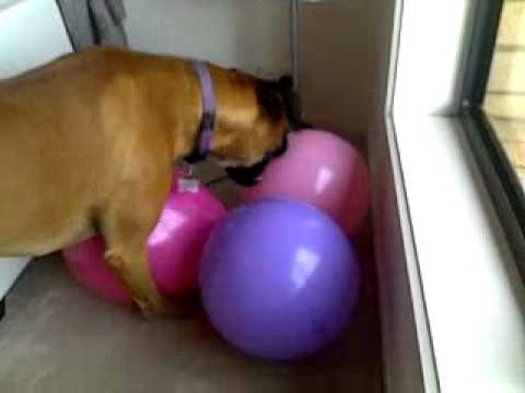 My Dog Ate a Balloon What Should I Do?