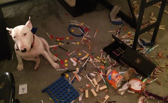 My Dog Ate a Crayon What Should I Do?