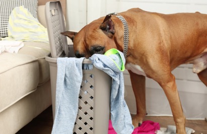 My Dog Ate Laundry Detergent What Should I Do?