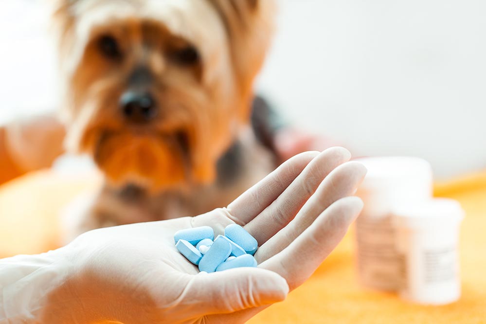My Dog Ate Ibuprofen What Should I Do?