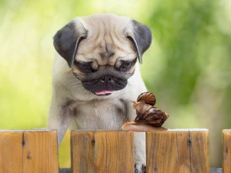 My Dog Ate a Snail or a Snail Shell What Should I Do?
