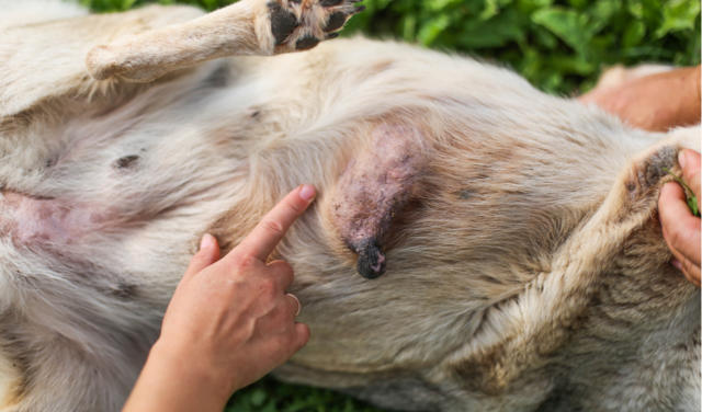 How to Care for a Dog with Breast Cancer (Mammary Gland Tumors)