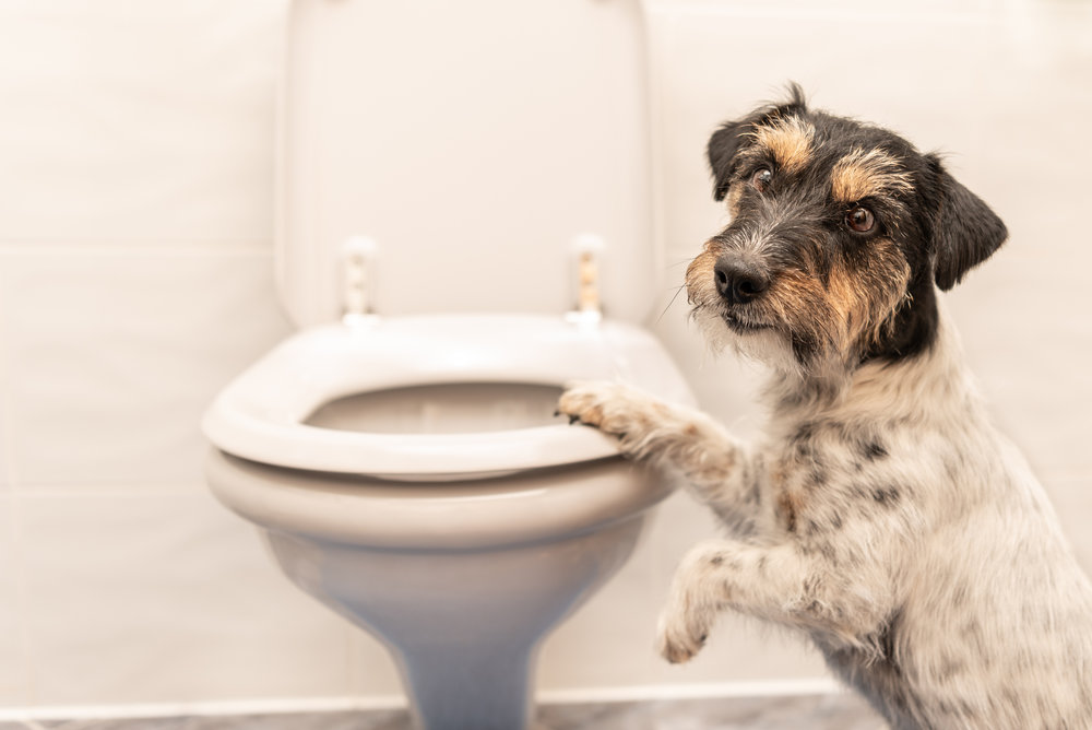 My Dog Drank Blue Toilet Water What Should I Do?
