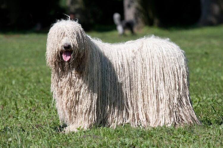 10 Mop Like Dogs – Dogs That Look Like a Mop