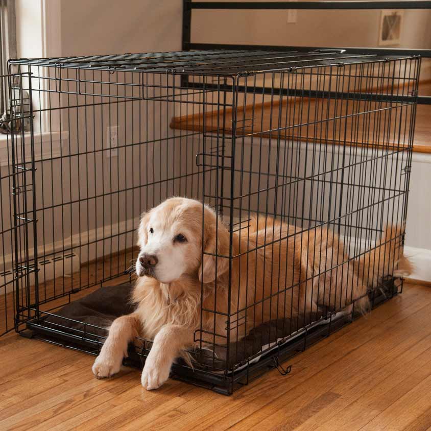 Should You Crate or Not Crate Your Dog?