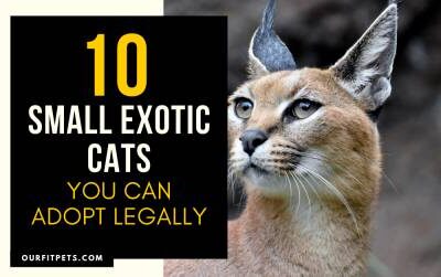 stop cat meowing collar