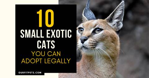 10 Small Exotic Cats You Can Adopt Legally