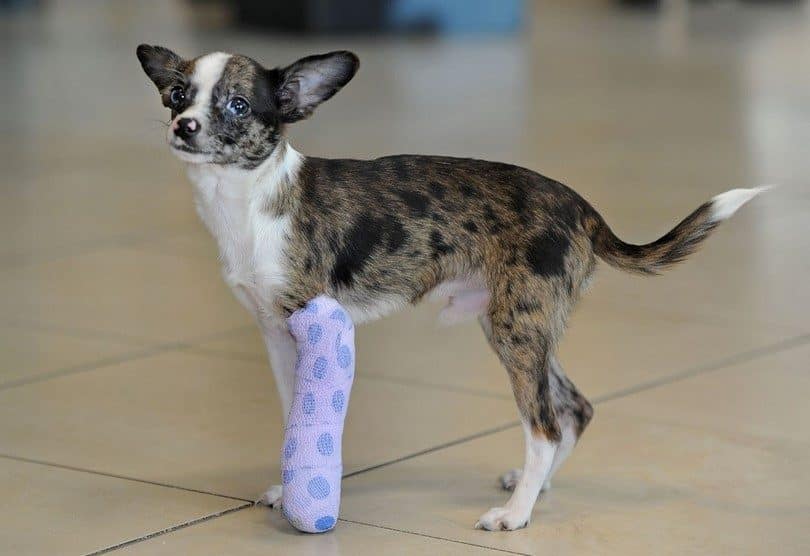 ACL and CCL Dog Injury – Symptoms and Treatment