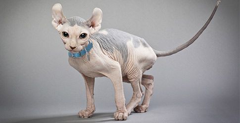 Sphynx Cats – Everything to Know Before Bringing One Home