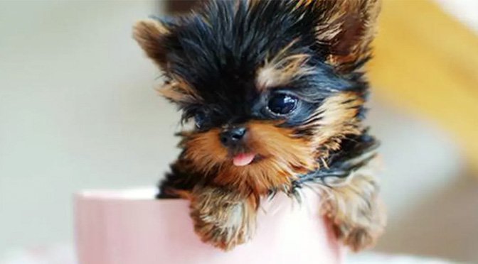 What Are Teacup Dog Breeds? Everything There Is to Know