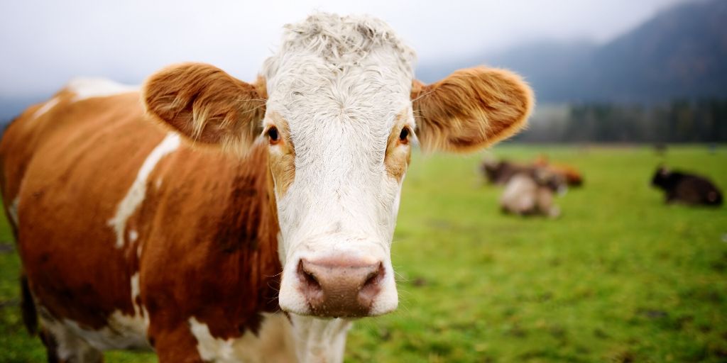 170 Best Cow Names – Cute & Funny