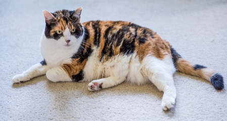 Calico Cats – Are They Always Female? Fun Facts & More