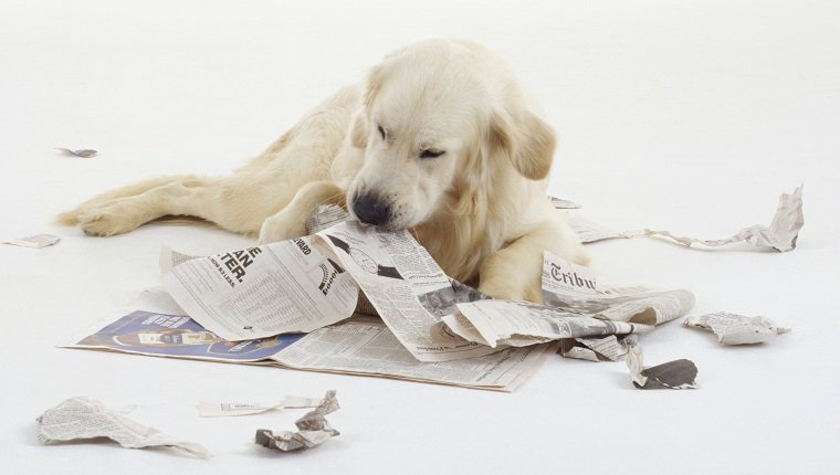 My Dog Ate Newspaper What Should I Do? | Our Fit Pets