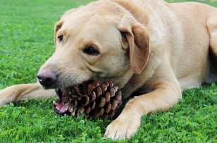 My Dog Ate A Pine Cone Will He Get Sick? | Our Fit Pets