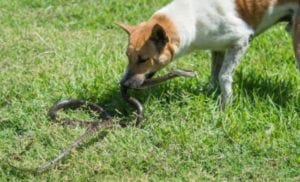 dog ate snake