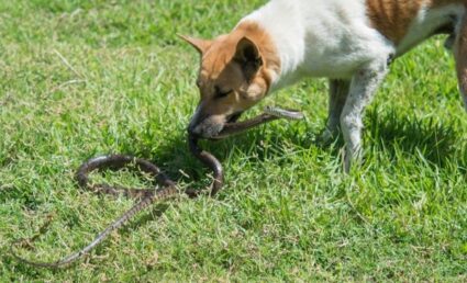 My Dog Ate a Snake What Should I Do?