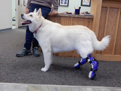 Prosthetics for Dogs – Everything About Artificial Legs for Dogs