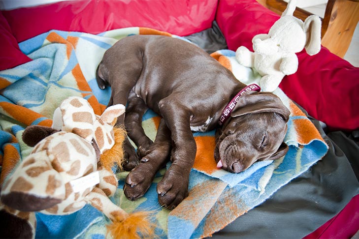 Your Dog Is Sleeping a Lot More Than Usual – Top 5 Reasons