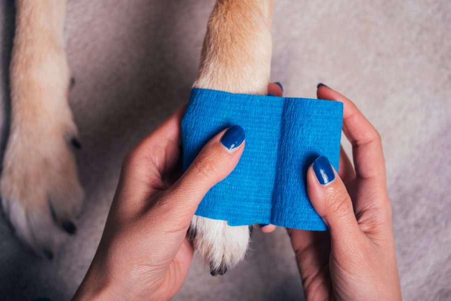 How to Treat Dog Wrist Injuries: Carpal, Sprains & Hyperextension