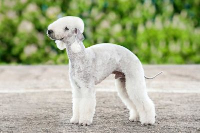 Hypoallergenic Dogs – What Does That Mean? Which Breeds are They?