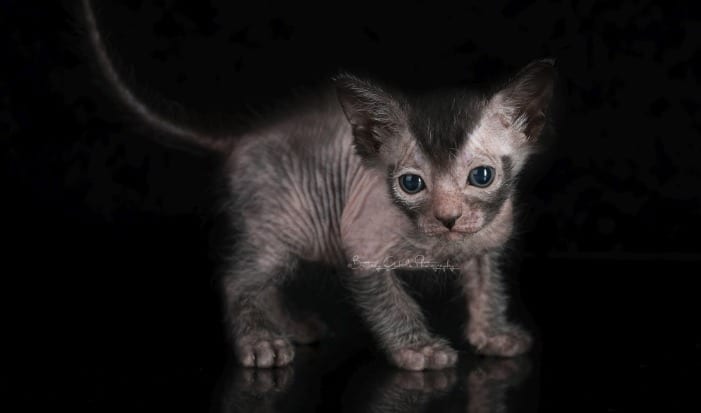 Lykoi Cats – What Are Werewolf Cats All About? Fun Facts & More