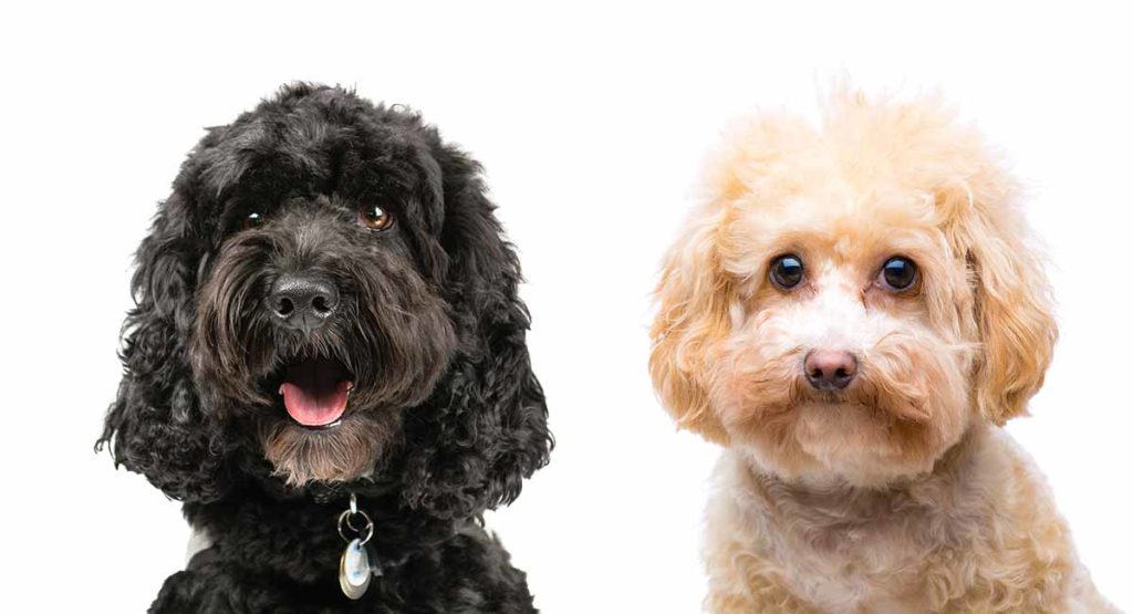 Poodle Hybrids – Cockapoos, Shepadoodles, Labradoodles and more
