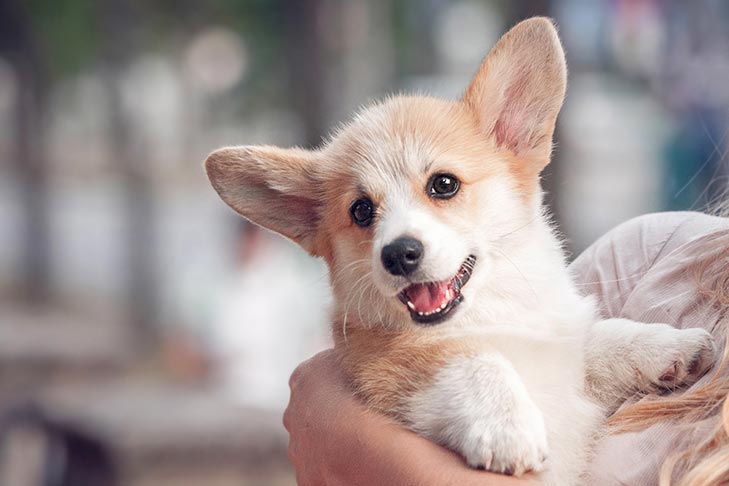When Do Puppies Lose Their Teeth?