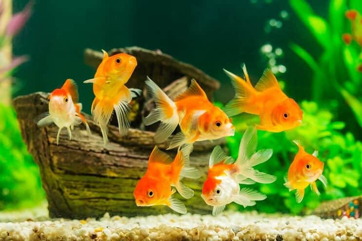 Best Fish Names: 100+ Funny, Puns, Cute, Cool!