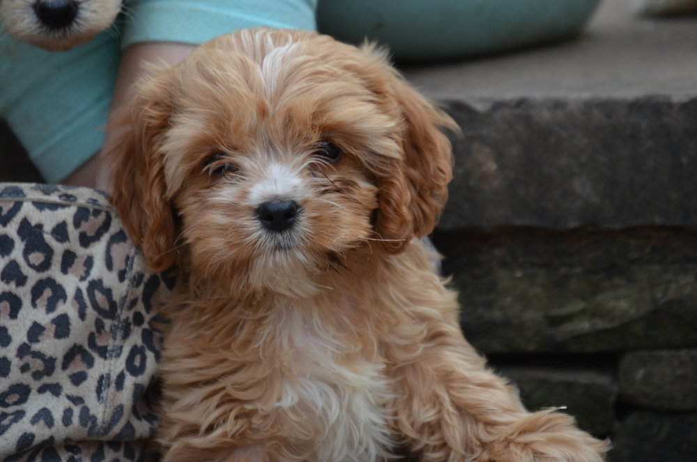 Cavapoo Owner’s Guide