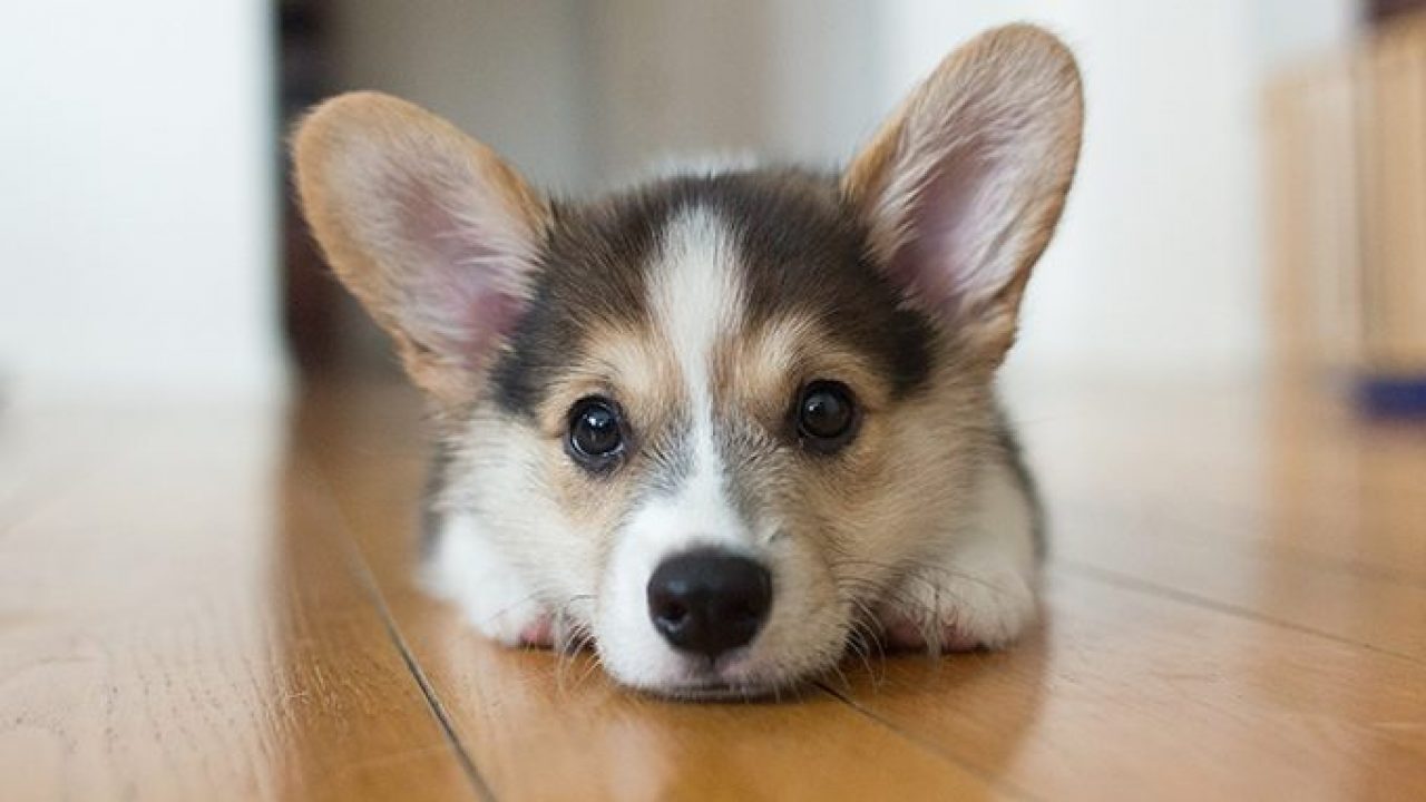 Corgi Puppies: Everything You Should Know