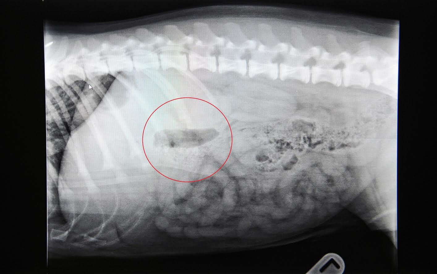 My Dog Swallowed a Squeaker What Should I Do?
