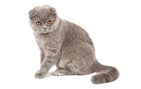 Scottish Fold Cats: Everything You Should Know
