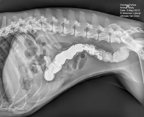 My Dog Swallowed a Magnet What Should I Do?