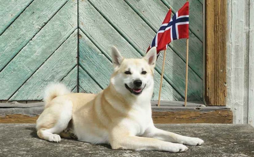 65 Norwegian Dog Names and Their Meaning