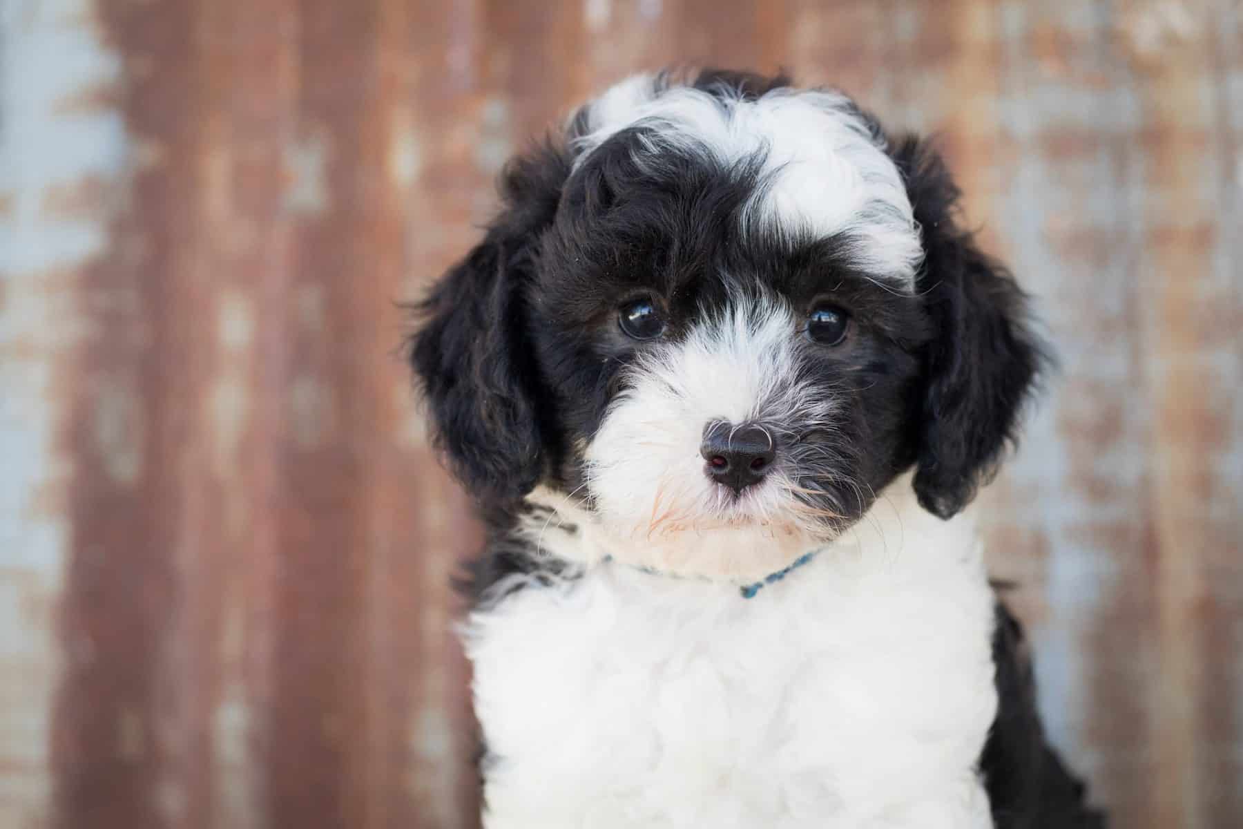 Sheepadoodle: Everything There is to Know
