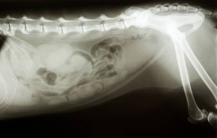 dog swallowed magnet