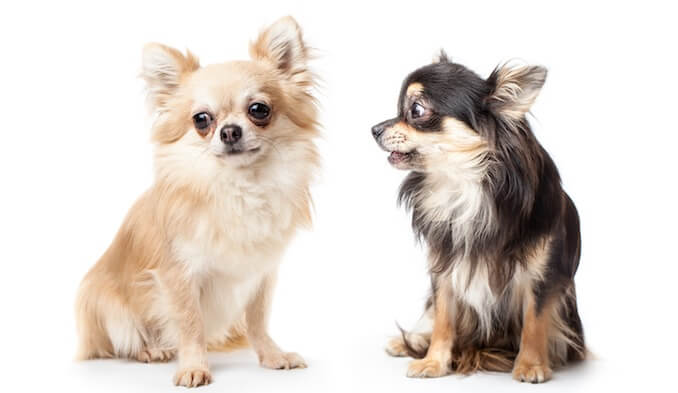 Deer Head Chihuahua vs. Apple Head Chihuahua: What to Know