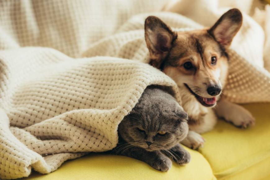 5 Compelling Reasons to Spay or Neuter Your Pet