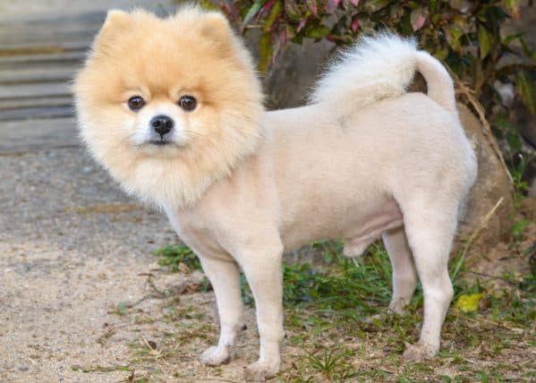 Best Pomeranian Haircut Styles