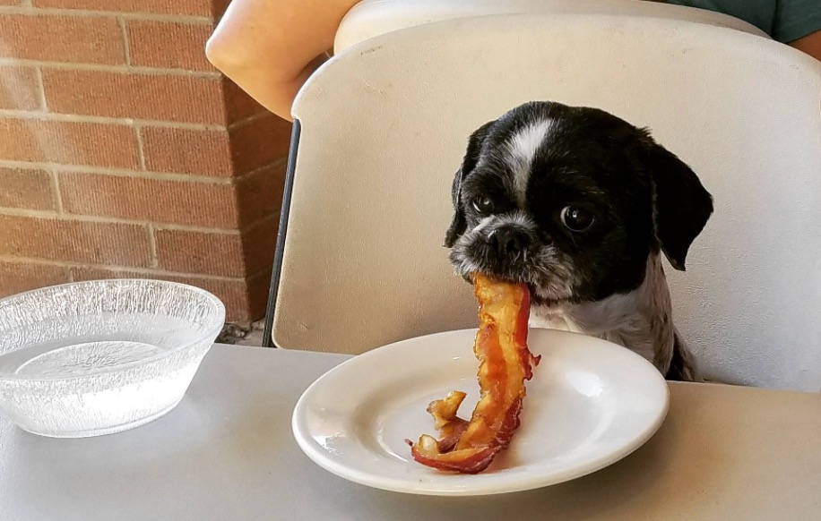 My Dog Ate Bacon Will He Get Sick?