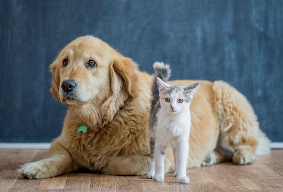 Can I give cat food to my dog? zooplus Magazine