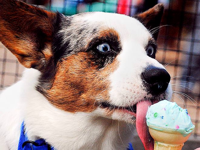 dog ate ice cream