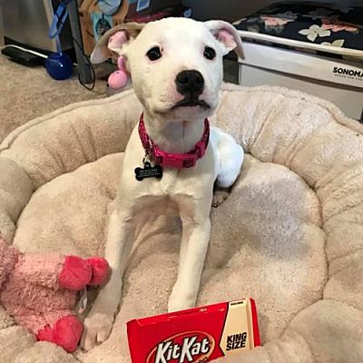 My Dog Ate a Kit Kat Will He Get Sick? (Answered by Vet)