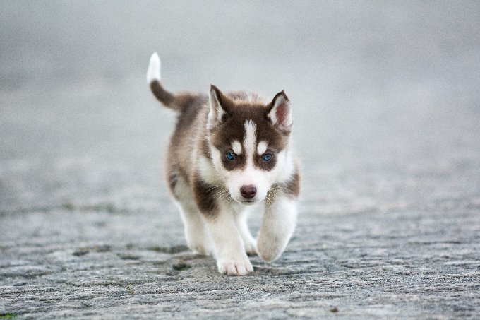 Husky Puppies: Everything You Should Know