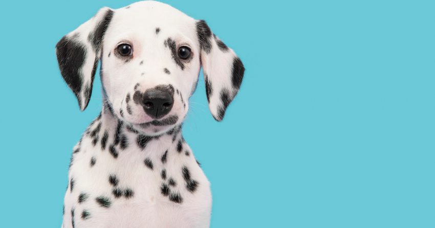 50 Best 2-Letter Dog Names and Their Meaning