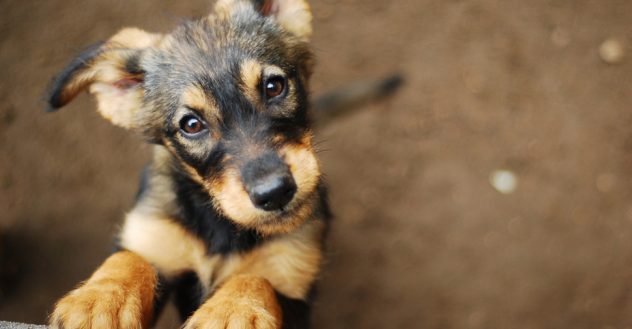 50 Best 3-Letter Dog Names and Their Meaning
