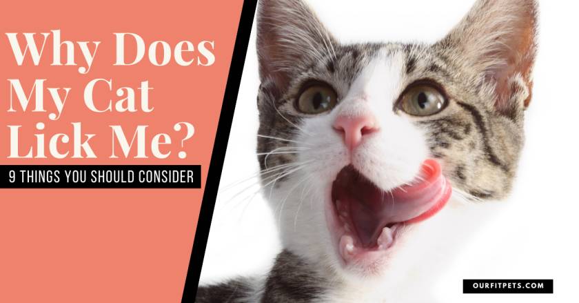 Why Does My Cat Lick Me? 9 Things You Should Consider