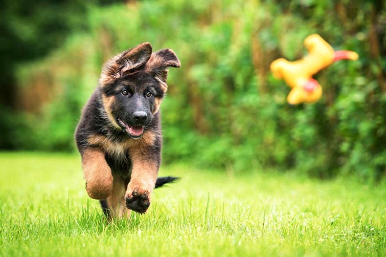 50 Best 5-Letter Dog Names and Their Meaning