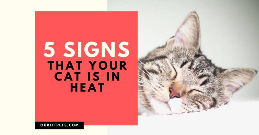 5 Signs That Your Cat Is in Heat